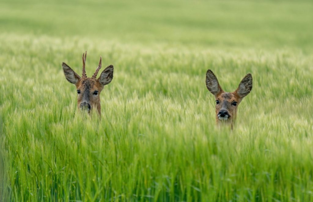 Nature at it's best - two deer peeping through the long grass
