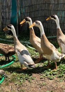 indian runner ducks - lovely holiday and an enjoyable stay