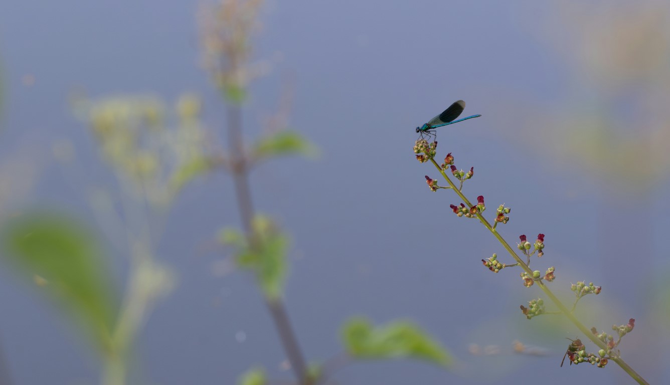 water sports and wildlife by the water's edge. Dragonfly by laurent-degradi-4fbbCjXXiyk-unsplash