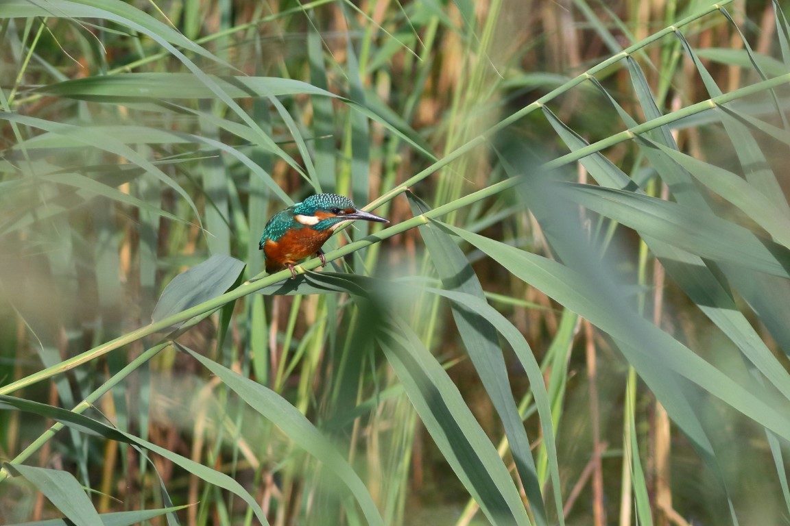 Kingfisher in the reeds of the riverbank