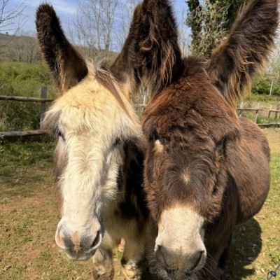 Two of our donkeys surveying our tree planting efforts and offering advice 