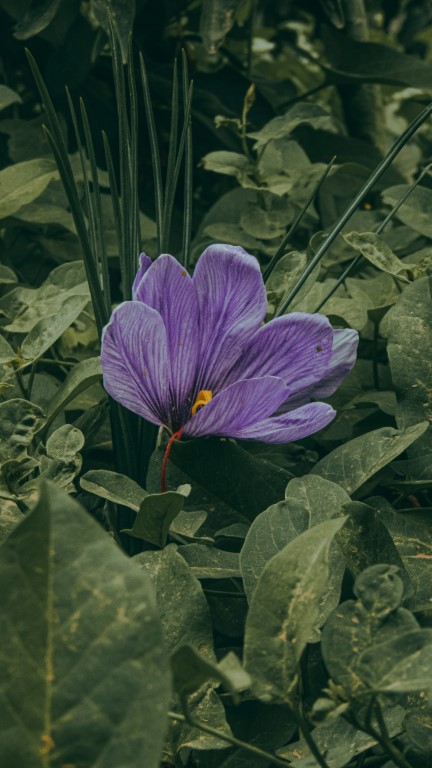 saffron flower -SAFRAN la NADALLE
46700 DURAVEL
France 