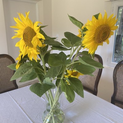 two sunflowers in a glass vase on the dining table at la bergerie gite Bourdicou, Duravel 46